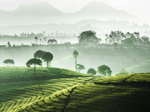 Tea Plantage